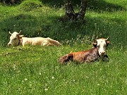 66 Siesta meridiana sui verdi prati dei Foppi